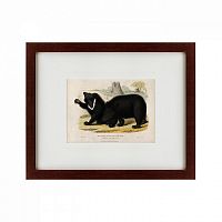 картина: two ursine sloths, or sloth bears, 1830 в Барнауле