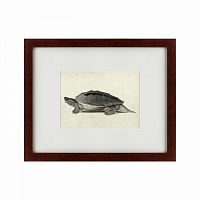 картина: a hand-painted illustration of a burmese roofed turtle, 1873 в Барнауле
