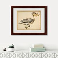 картина: a european pelican, 1635г. в Барнауле
