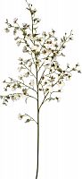 декор oncidium orchid в Барнауле