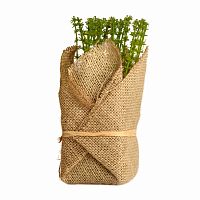 растение декоративное potted herb polini в Барнауле