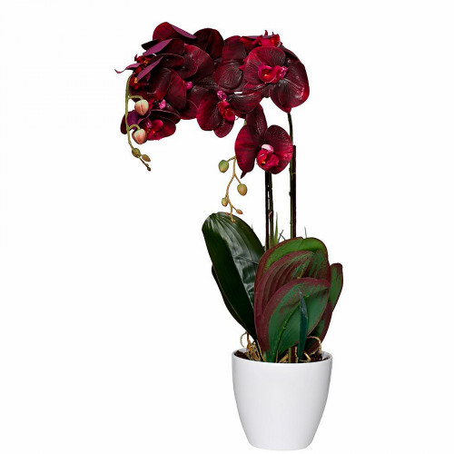 орхидея бордовая в горшке 58 см в Барнауле