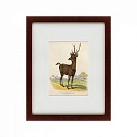 картина: a rusa deer, 1830 в Барнауле
