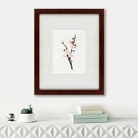 картина: apricot flower (prunus armeniaca), 1832 в Барнауле