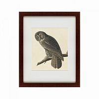картина: great gray owl, 1834 в Барнауле