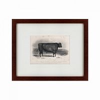 картина: a devon bull, 1849 в Барнауле