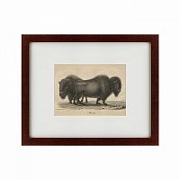 картина: bison, 1828 в Барнауле