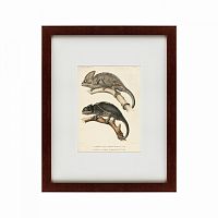 картина: des reptiles, 1705 в Барнауле