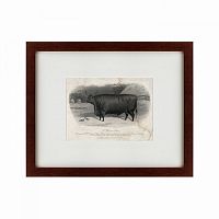 картина: a devon steer, 1869 в Барнауле