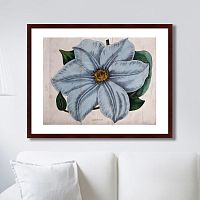 картина: exotic plants of the world №13, 1815г. в Барнауле