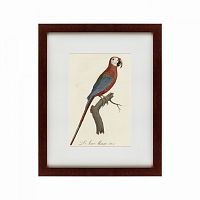 картина: ara macao (scarlet macaw), 1801 в Барнауле
