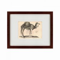 картина: arabian camel, 1809 в Барнауле