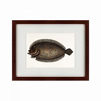 картина: sole fish, 1722 в Барнауле