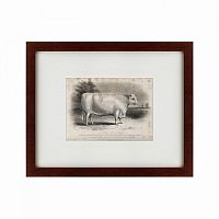 картина: a short horned bull, 1849 в Барнауле
