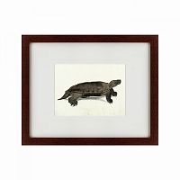 картина: a hand-painted illustration of an arakan forest turtle, 1872 в Барнауле