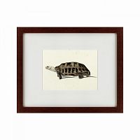 картина: a hand-painted illustration of an elongated tortoise, 1873 в Барнауле