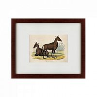 картина: two nilgais, 1830 в Барнауле