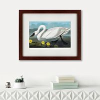 картина: common american swan, 1838 в Барнауле