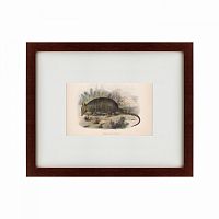 картина: armadillo, 1860 в Барнауле