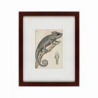 картина: chameleon, 1706 в Барнауле