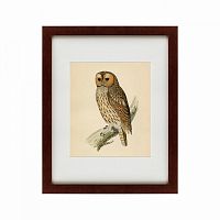 картина: brown owl, 1760 в Барнауле