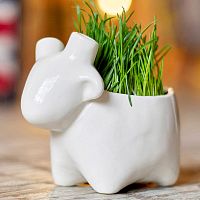набор для выращивания eco овечка в Барнауле