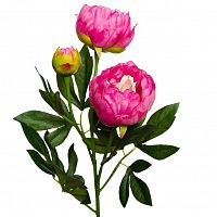 пион розовый 64 см (24) в Барнауле