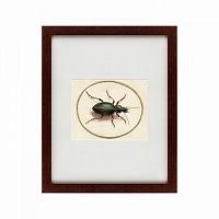 картина: beetle, 1700 в Барнауле