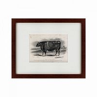 картина: a short horned steer, 1849 в Барнауле