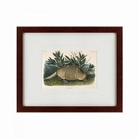 картина: armadillo (dasypus peba), 1848 в Барнауле