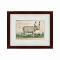 картина: cape ox, 1778 в Барнауле
