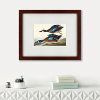 картина: blue-winged teal, 1836 в Барнауле