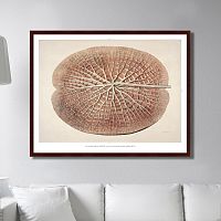 картина: leaf of a gigantic water lily, 1870г. в Барнауле